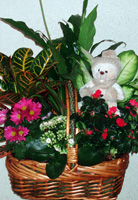 CESTA DE PLANTAS DE FLOR CON PELUCHE