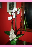 ORQUIDEA EN MACETERO DE CRISTAL Y PELUCHE